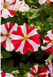 Petunia Limbo Red Star Pellets
