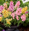 Antirrhinum Snappy Flame Mix