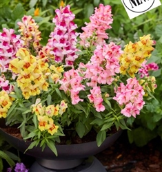 Antirrhinum Snappy Flame Mix