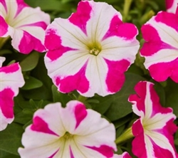 Petunia Mambo Rose Star Pellets