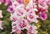 Antirrhinum Twinny Orchid