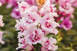 Antirrhinum Twinny Orchid