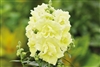 Antirrhinum Twinny Lemon