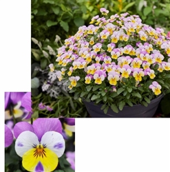 Viola Infinity Pinky Winky