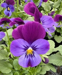 Viola Infinity Neon Violet