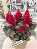 Celosia Arrabona Bronze Leaf Red