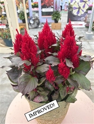 Celosia Arrabona Bronze Leaf Red