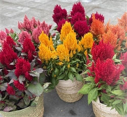 Celosia Arrabona Mix