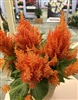 Celosia Arrabona Orange