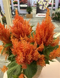 Celosia Arrabona Orange