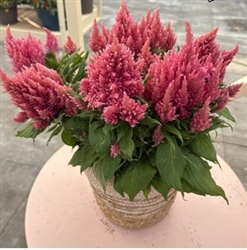 Celosia Arrabona Pink