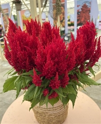 Celosia Arrabona Red