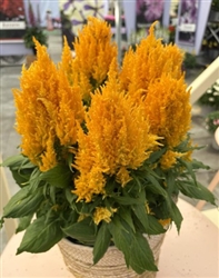 Celosia Arrabona Yellow