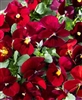 Viola Infinity Red