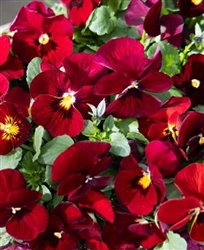 Viola Infinity Red