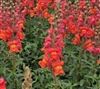 Antirrhinum Orleans Dark Orange III-IV