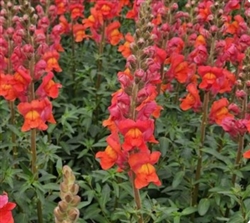 Antirrhinum Orleans Dark Orange III-IV