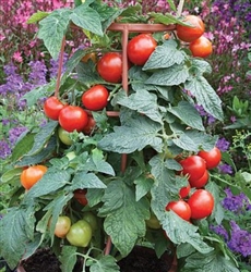 Tomato Divinity