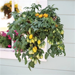 Tomato Peardrops