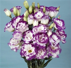 Lisianthus Soiree 1 Blue Picotee