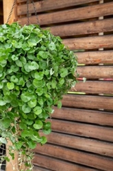 Dichondra Green Surfer