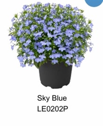 Lobelia Masterpiece Sky Blue