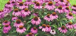 Echinacea Primadonna Dp Rose