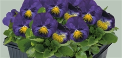 Pansy Cats Blue/Yellow