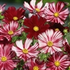 Cosmos Velouette