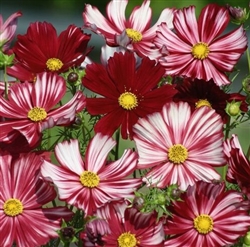 Cosmos Velouette