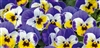 Viola Admire Jolly Face