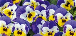 Viola Admire Jolly Face