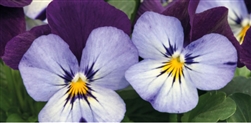 Viola Admire Neon Purple Wing