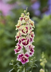 Antirrhinum DoubleShot Lemon Purple Heart