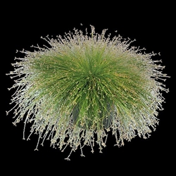 Isolepis Iggy
