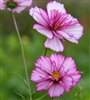 Cosmos Fizzy Rose Picotee