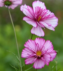 Cosmos Fizzy Rose Picotee