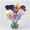 Pansy Flamenco Mix