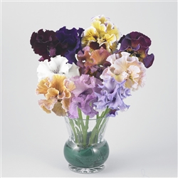 Pansy Flamenco Mix