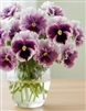 Pansy Flamenco Violet Ringled