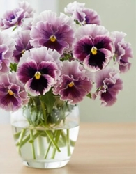 Pansy Flamenco Violet Ringled