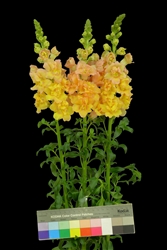 Antirrhinum Frappe Double Apricot II