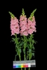 Antirrhinum Frappe Double Pink II