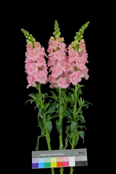 Antirrhinum Frappe Double Pink II