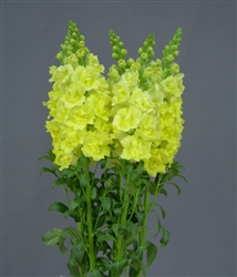 Antirrhinum Frappe Double Lt Yellow I