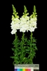 Antirrhinum Frappe Double White I
