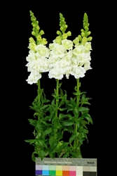 Antirrhinum Frappe Double White I