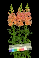 Antirrhinum Frappe Double Salmon II