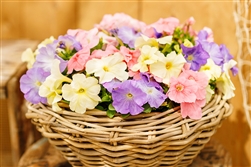 Petunia Limbo Pastel Mix Pellets