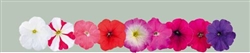 Petunia Boom HD Mix Pellets